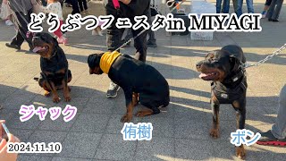 ペット大集合イベント❗️ワンちゃん大運動会🐕‍🦺💨🎶