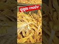 ଏତେ ଶୁଖୁଆ ରୁ କୋଉ ଶୁଖୁଆ ଆପଣମାନଙ୍କୁ ପସନ୍ଦ trending viral queenofstar youtubeshorts youtube yt