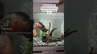 Oscar Fish tank - Wild Bumblebee Oscar - Tiger Oscar - Albino Oscar - South American Cichlids #fish