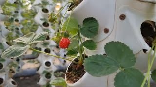 റിയാദിലെ സ്ട്രോബെറി ഫാം #strawberryfarming #riyadhsaudi