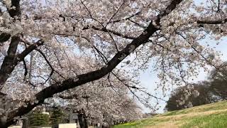 望みの幸望庵桜土手満開🌸