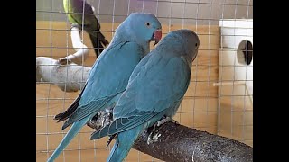 papuga aleksandretta obrożna-nowy nabytek,Psittacula krameri,Rose ringed Parakeets,new purchase