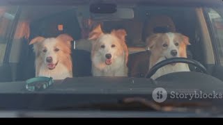 The Dogs Drive To Downtown Demanding Pizza!