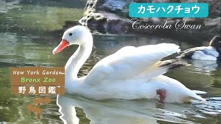 野鳥図鑑【Bronx Zoo】:  Coscoroba Swan  (カモハクチョウ)