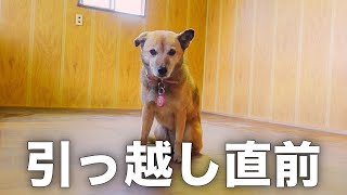 長年外飼いだった愛犬コロちゃんの引っ越し直前の1日に密着してみた