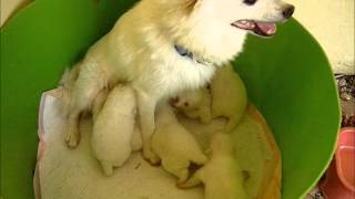 German Spitz Puppies By PetOnline.gr