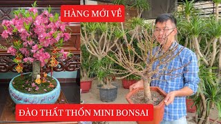 Đào Thất Thốn - Mini Bonsai. Bí mật loài hoa của Vua Chúa ☎️: 092.391.6866 - 0968.750.386