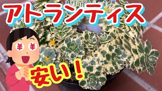 【多肉植物】セダム　アトランティスの値段が去年に比べ半額以下です！