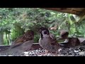 spatzen feldersperlinge und haussperlinge invasion im garten skov og gråspurve sparrows