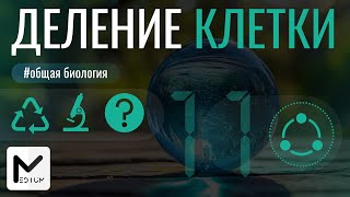 Жизненный цикл клетки / Митоз & Мейоз / ЕГЭ по биологии