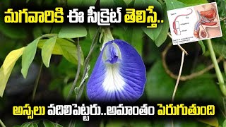 శంకు పుష్పం వాడితే ఎం జరుగుతుందో తెలిస్తే మగవారు అస్సలు వదలరు sanku pushpam benefits in Telugu