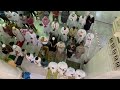 Worshippers pray in Mecca's Grand Mosque as Saudi Arabia drops social distancing  AFP