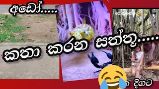 කතා කරන සත්තූ.....😂 || katha karana animal 😂 [part 1]