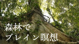 [イルチブレインヨガ]瞑想音楽　－jungle－　森の中での自然音でブレイン瞑想　４K