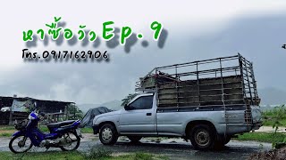 หาซื้อวัว ep.9 |สวนฟาร์มความสุข