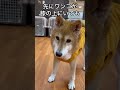 保護犬パーク長居店さんで、里親募集中のほほるちゃんpart7 柴犬 保護犬 dog