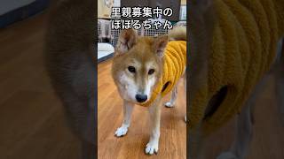 保護犬パーク長居店さんで、里親募集中のほほるちゃんPart7#柴犬 #保護犬#dog