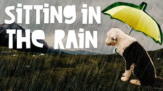 Sitting In The Rain - A Day With Bunny