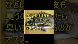 【釣り人向け】クロダイがまずい理由3つ解説！この動画を見ればまずい奴に当たることはない！ #1分で分かる #料理 #釣り#クロダイ釣り #クロダイ釣り #チヌ釣り #チヌ