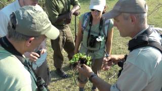 Epic Zambia Safari Highlights