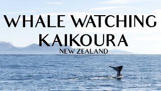 Whale watching in Kaikoura