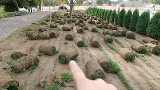 We Took Out All The Grass! 🌿// Garden Answer
