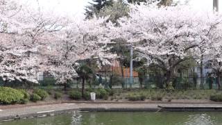 Cherry blossoms at Todoroki Park, Japan 等々力緑地の桜