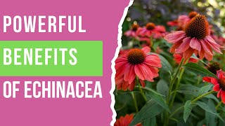 Echinacea Benefits You Need to Know! Natural Immunity \u0026 Wellness Boost!