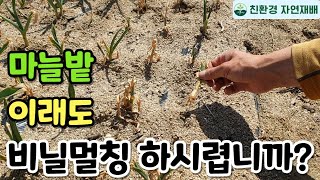 마늘밭에 비닐멀칭 절대로 하면 안되는 이유 // 비닐멀칭 부작용