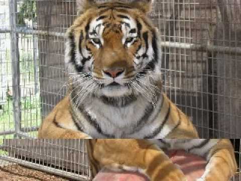 Forever Wild Exotic Animal Sanctuary -Diablo - YouTube