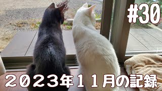 #30【白猫バームと黒猫ランクの日常】11月の記録