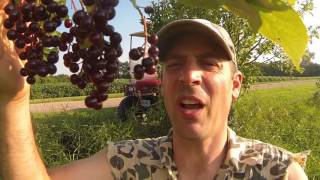 Life at the Dead End: How to make chokecherry jelly, Episode 10