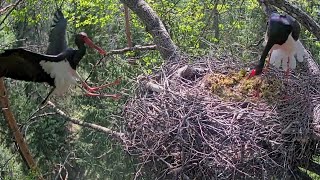 Must-toonekurg3~A female visit Kergu's nest tree~2:17 pm 2023/05/19