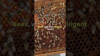 The Catholic Church and Beekeeping: Honey as a Symbol of Spirituality