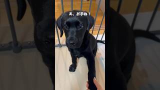 子犬の時の方が賢い⁉️😅 #shorts #ラブラドールレトリバー #黒ラブ #可愛い犬  #パピー