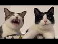 Cats Videos 2024 😸 Cat Funny Videos − Funny Cat