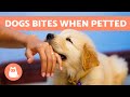 My DOG BITES My HANDS When I PET Them 🐶👋🏻 (5 Reasons and Solutions)