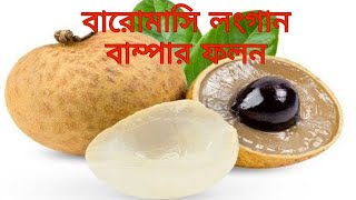 বারোমাসি লংগান বাম্পার ফলন