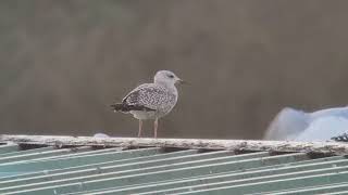 Gulls with strange bills