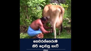 තෙවරප්පෙරුම කිරි දොවපු හැටි බලන්න.