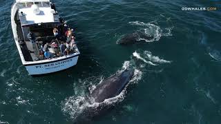 Extremely Friendly Humpback Whales (MUST SEE!!)