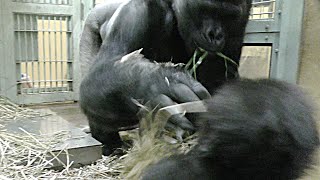 Always be careful about Momotaro's papa's punch💗Gorilla Kintaro [Kyoto City Zoo]