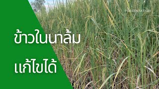 ทำอย่างไร ไม่ให้ข้าวล้ม