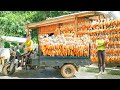 Harvest Corn and Use 3-wheeled Vehicle Transport To The Farm As a Reserve Food Source For Livestock