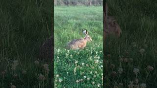 Wild Hare #hare #rabbit #nature #rabbits