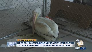 Injured Pelican