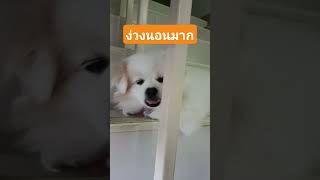 ง่วงนอนมากแต่ต้องตามมาเฝ้าแม่#doglover #pet #สุนัข