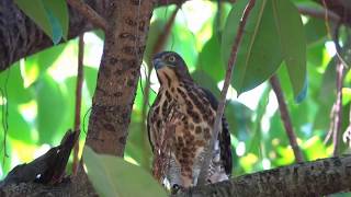 20190803小鳳頭整個早上大安獵捕食物 The Hunting