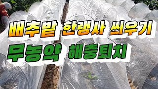 무농약배추재배  한랭사 씌우기, 한랭사설치방법 ,배추해충퇴치,  무농약배추키우기