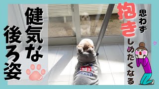 【シーズー】鏡に映る健気な後ろ姿にキュンとしちゃいました